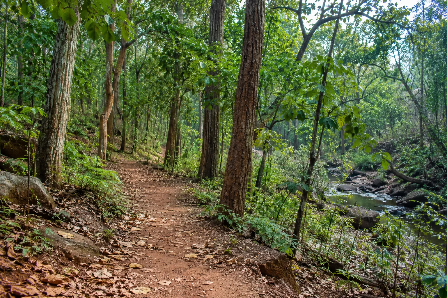 Illustration. Imagined Odisha forest scene: a narrow path passes through leafy woodland in soft filtered daylight.