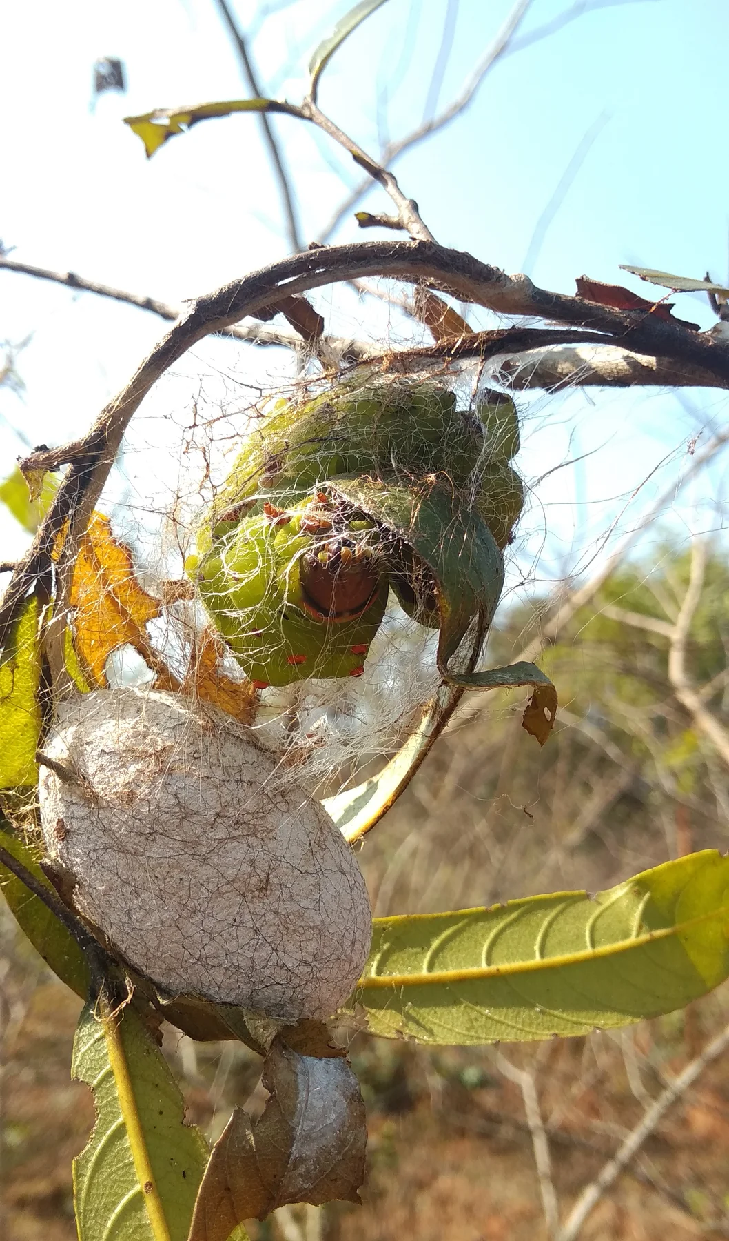 A green caterpillar and a cocoon among fine silk strands on a leafy branch